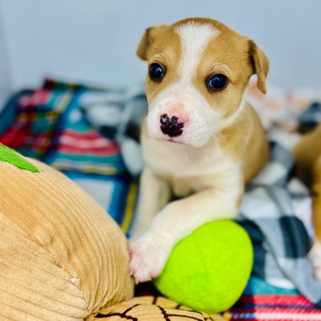 Enlarge Maverick, a Adoptable Mixed Breed in Franklin, NC image 6/6