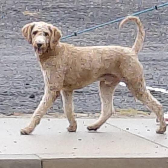 Jack - Chino Hills Location, Adoptable, Adult Male Standard Poodle & Mixed Breed.