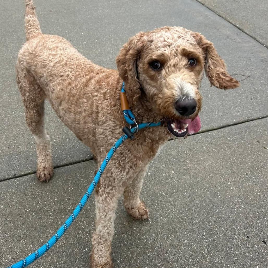 Enlarge Jack - Chino Hills Location, a Adoptable mixed breed in Chino Hills, CA image 2/3