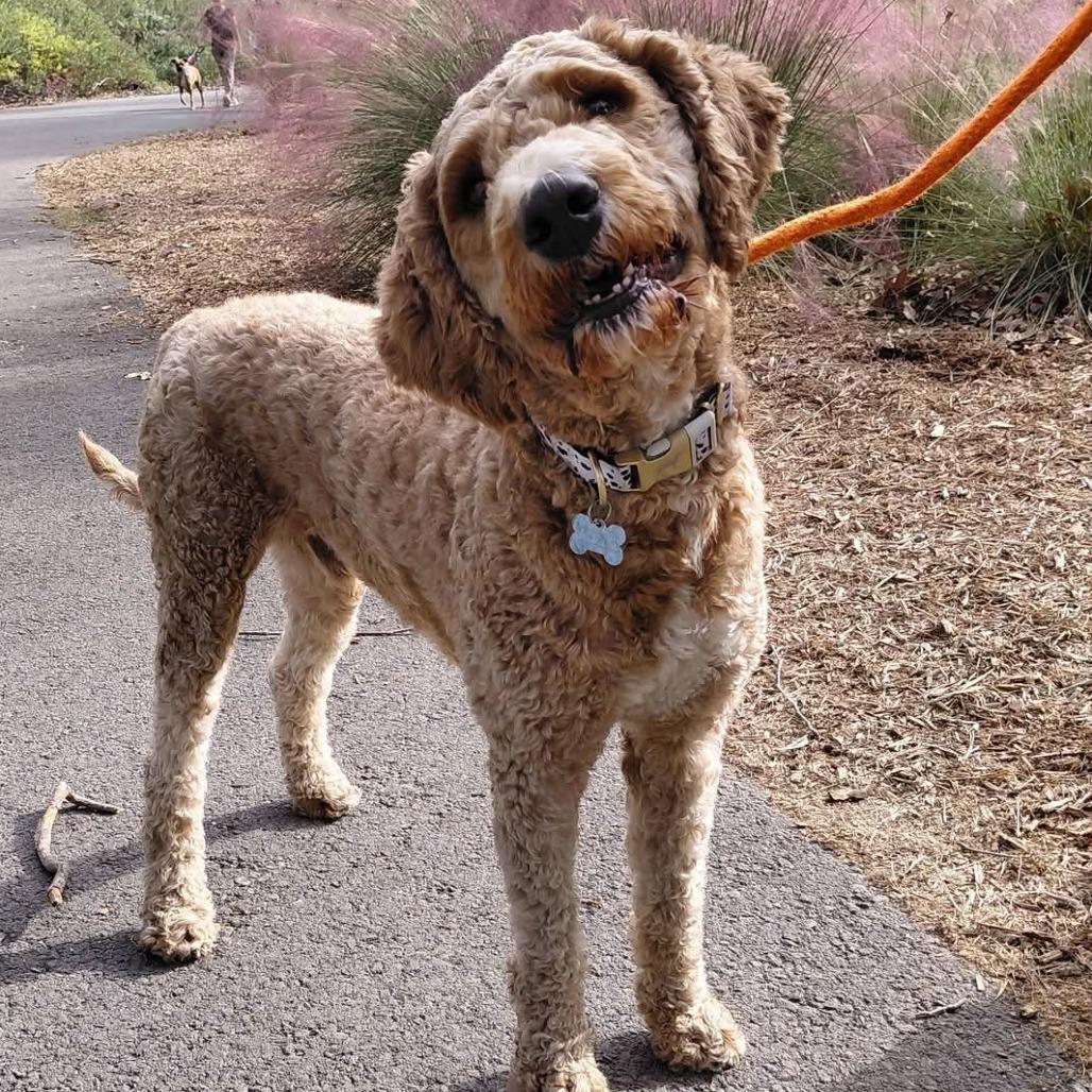 Enlarge Jack - Chino Hills Location, a Adoptable mixed breed in Chino Hills, CA image 3/3