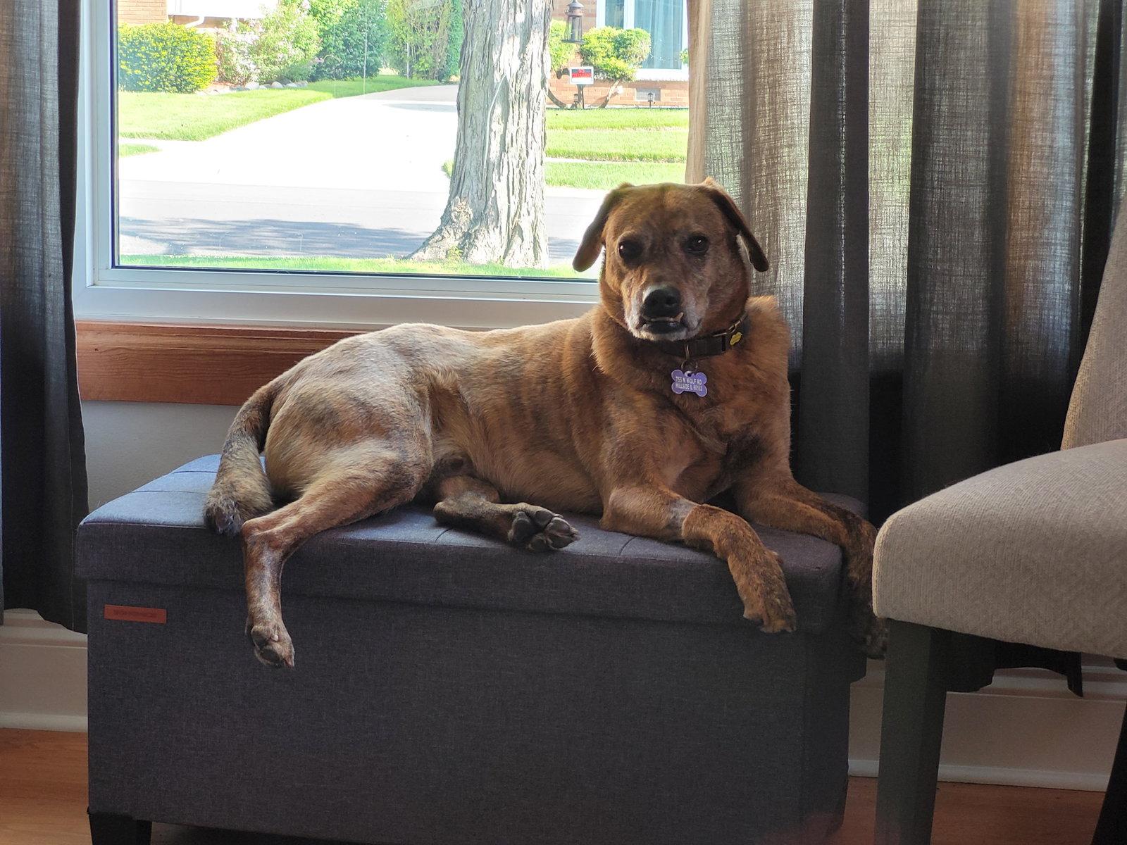 Luke, Adoptable, Adult Male Mountain Cur.