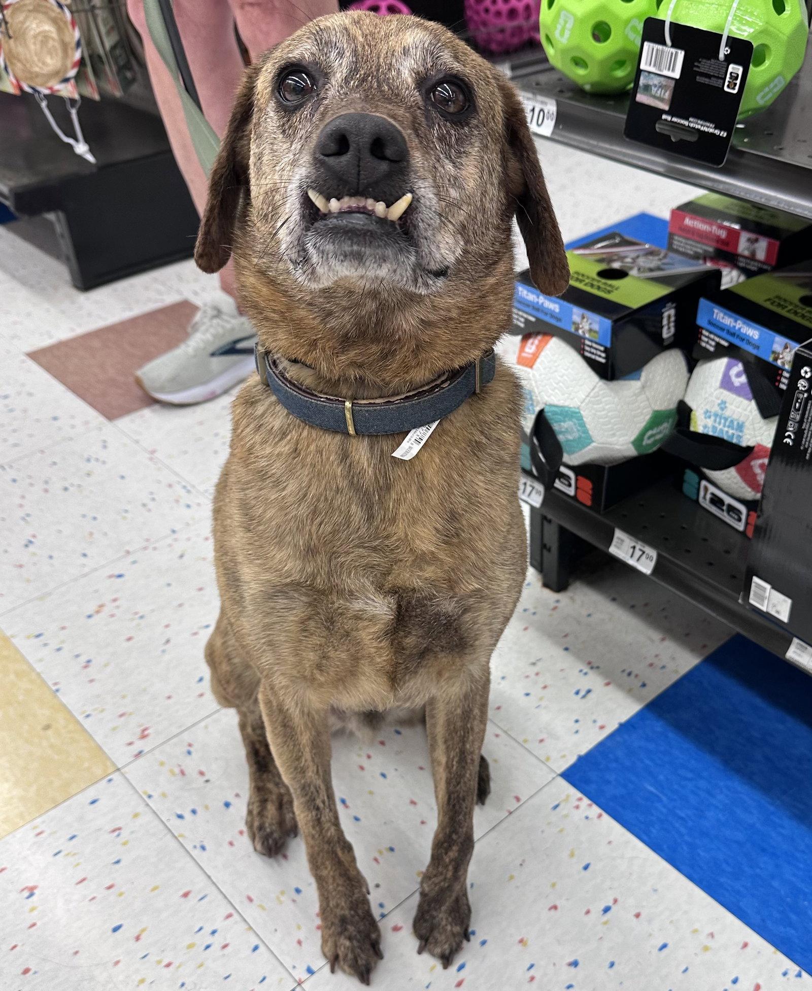 Luke, a Adoptable Mountain Cur in Hillside, IL image 2/3