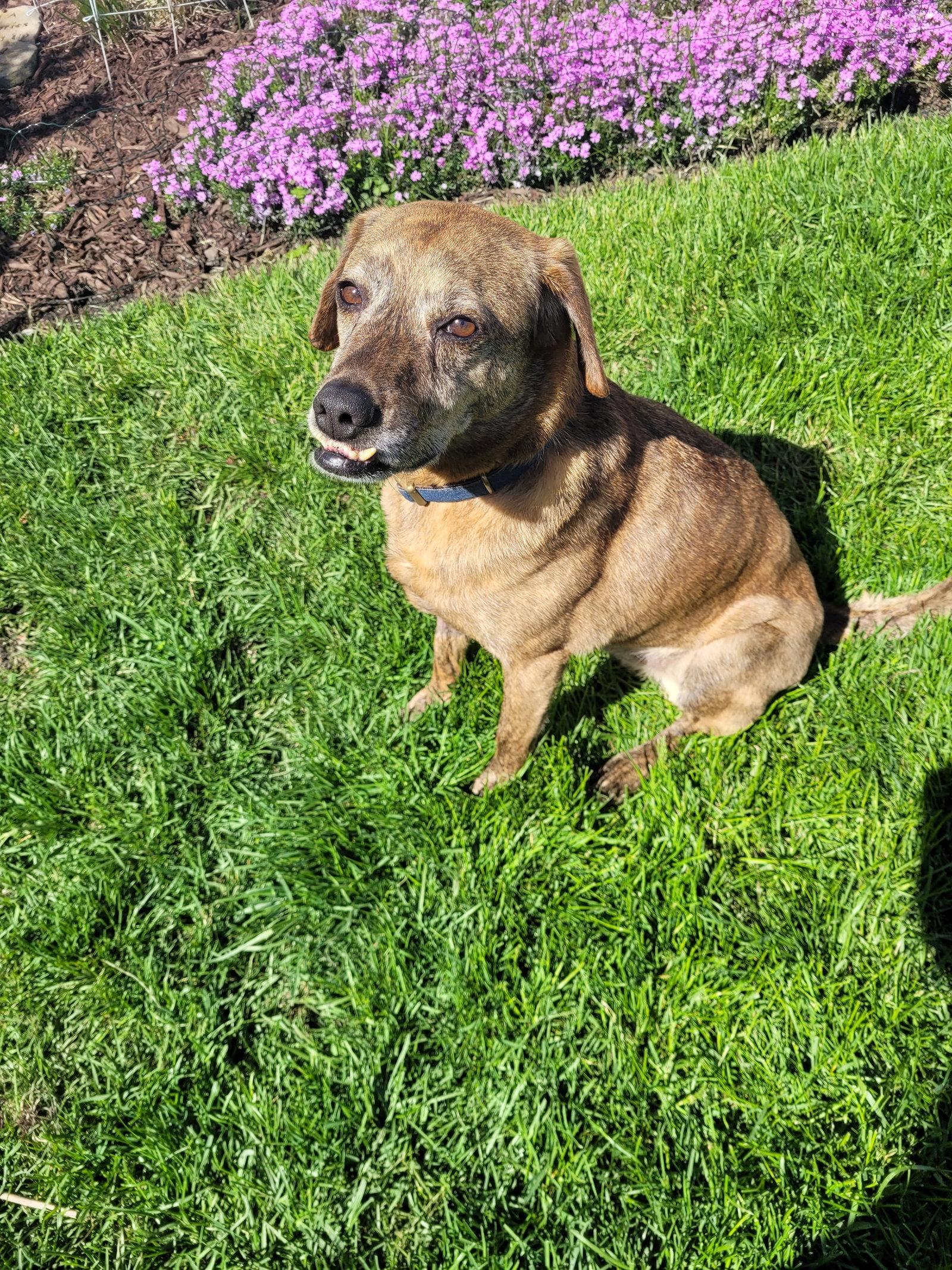 Enlarge Luke, a Adoptable Mountain Cur in Hillside, IL image 2/3