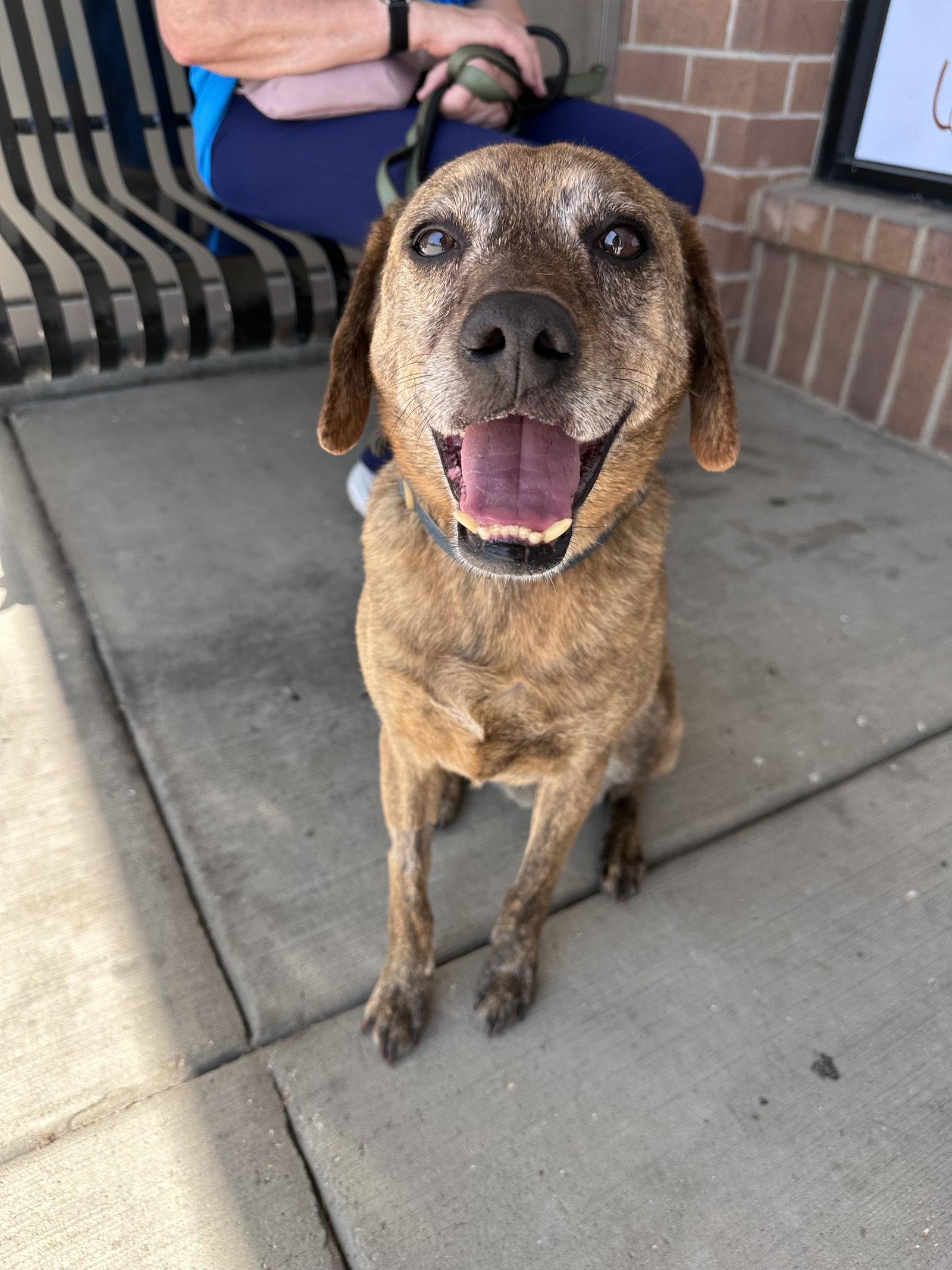 Enlarge Luke, a Adoptable Mountain Cur in Hillside, IL image 3/3