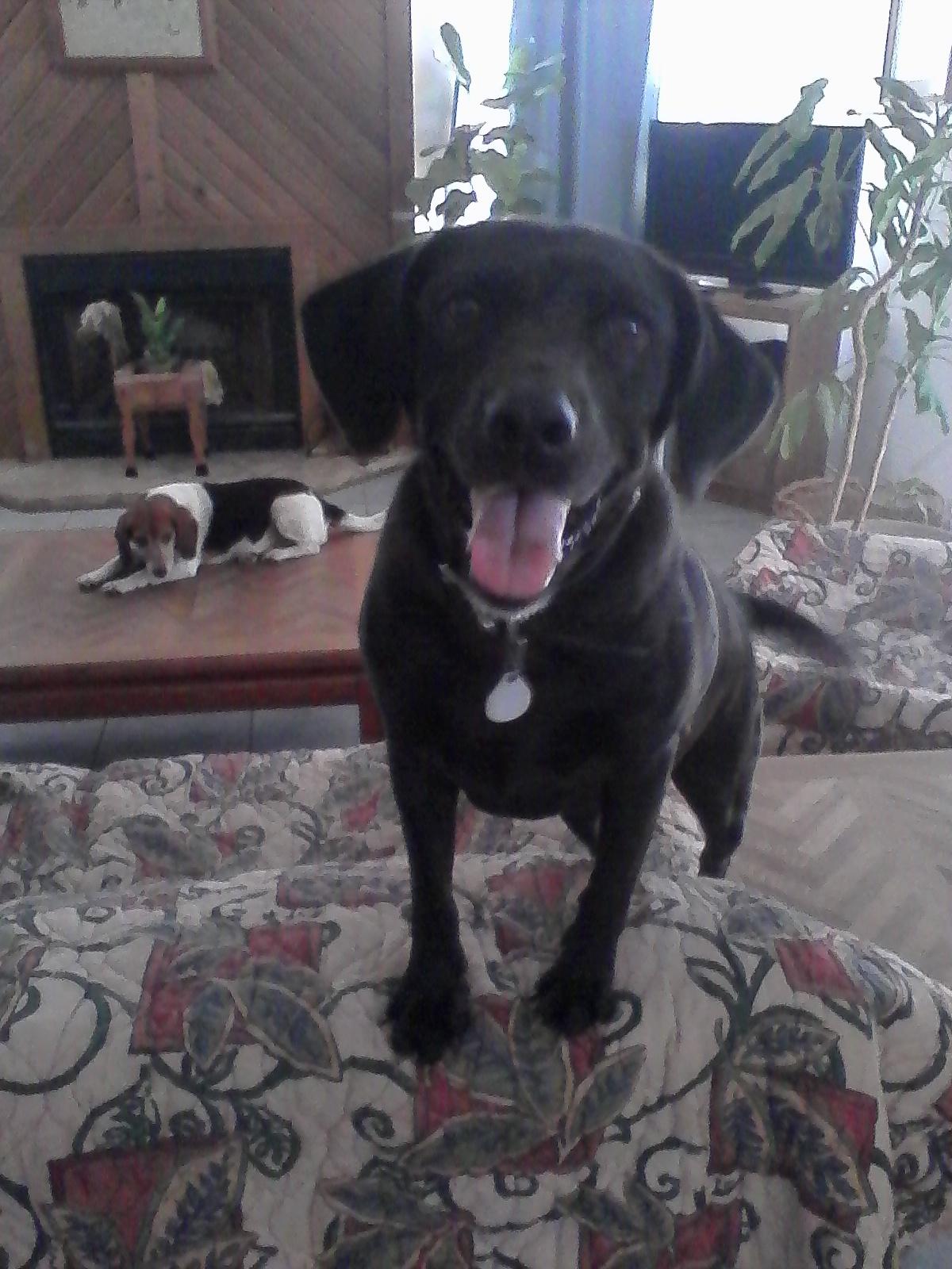Ebony photo 1