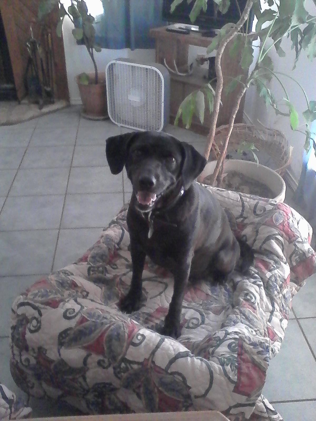 Ebony photo 3