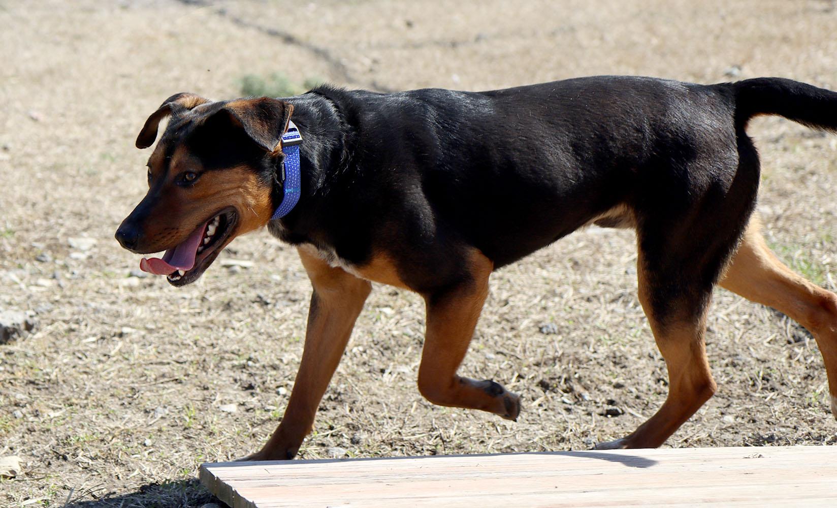 Enlarge Bobby (AO36031), a Adoptable mixed breed in Kansas City, KS image 3/6