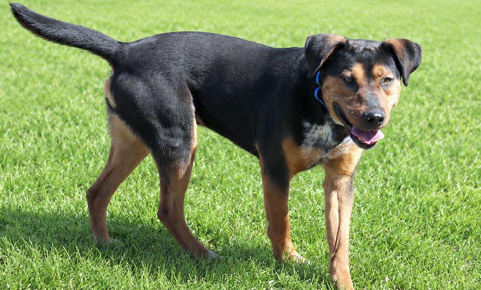 Enlarge Bobby (AO36031), a Adoptable mixed breed in Kansas City, KS image 3/4