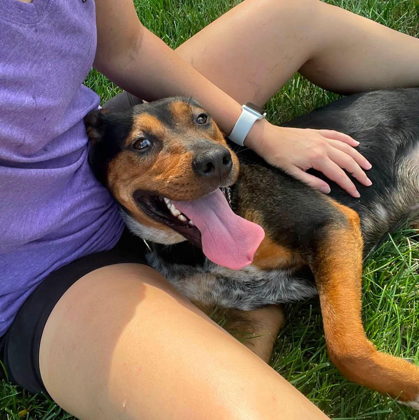 Enlarge Bobby (AO36031), a Adoptable mixed breed in Kansas City, KS image 5/6