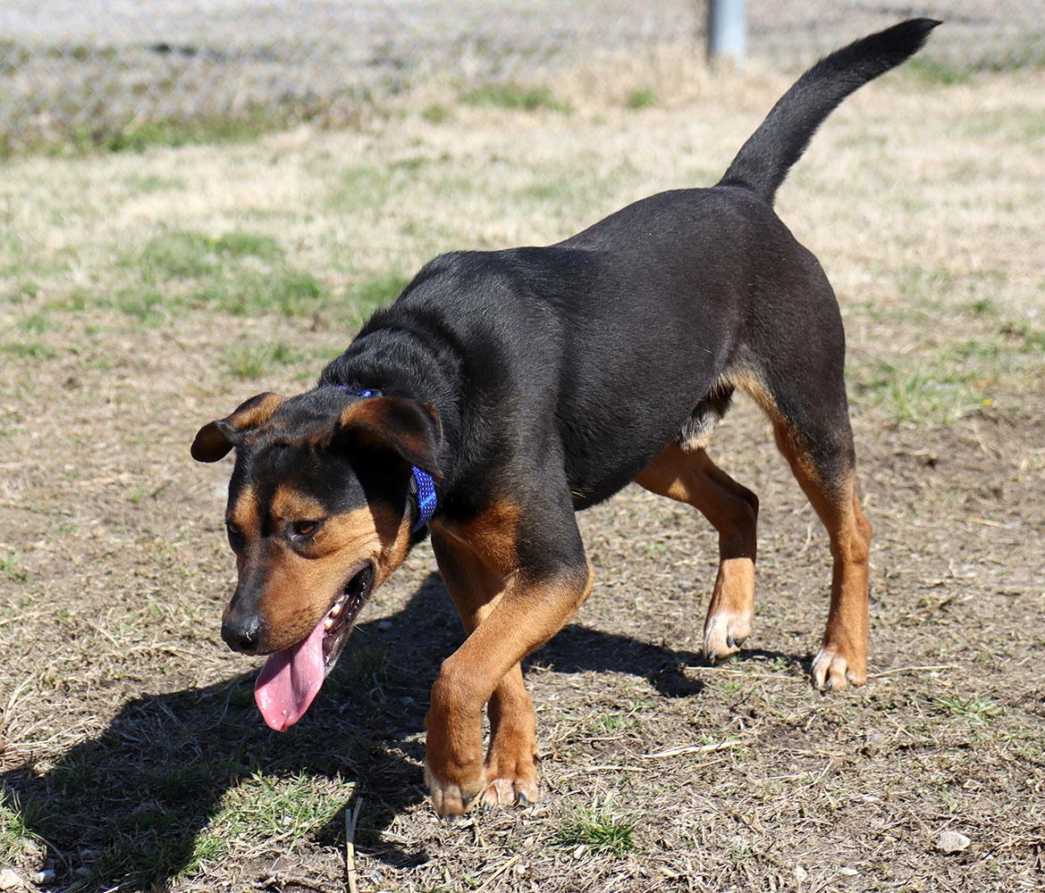 Enlarge Bobby (AO36031), a Adoptable mixed breed in Kansas City, KS image 6/6