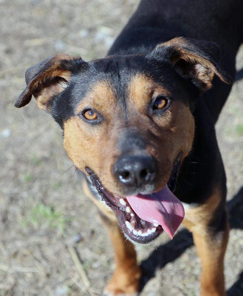 Enlarge Bobby (AO36031), a Adoptable mixed breed in Kansas City, KS image 1/6