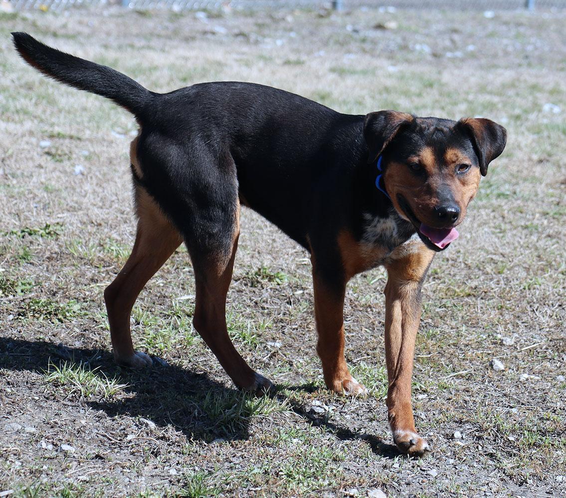 Enlarge Bobby (AO36031), a Adoptable mixed breed in Kansas City, KS image 5/6
