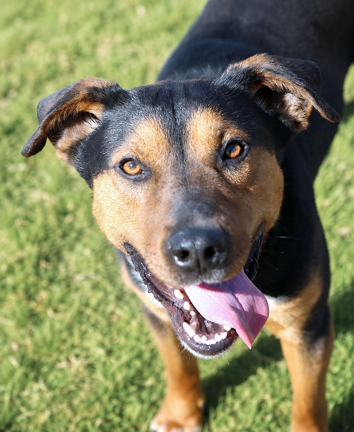 Bobby (AO36031), Adoptable, Young Male Rottweiler.