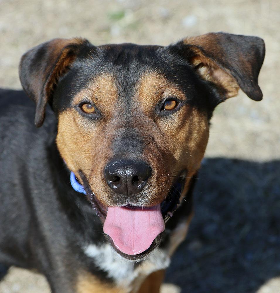 Enlarge Bobby (AO36031), a Adoptable mixed breed in Kansas City, KS image 4/6