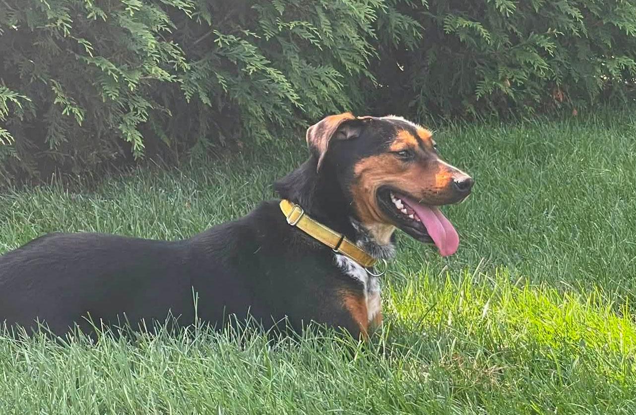 Enlarge Bobby (AO36031), a Adoptable mixed breed in Kansas City, KS image 6/6