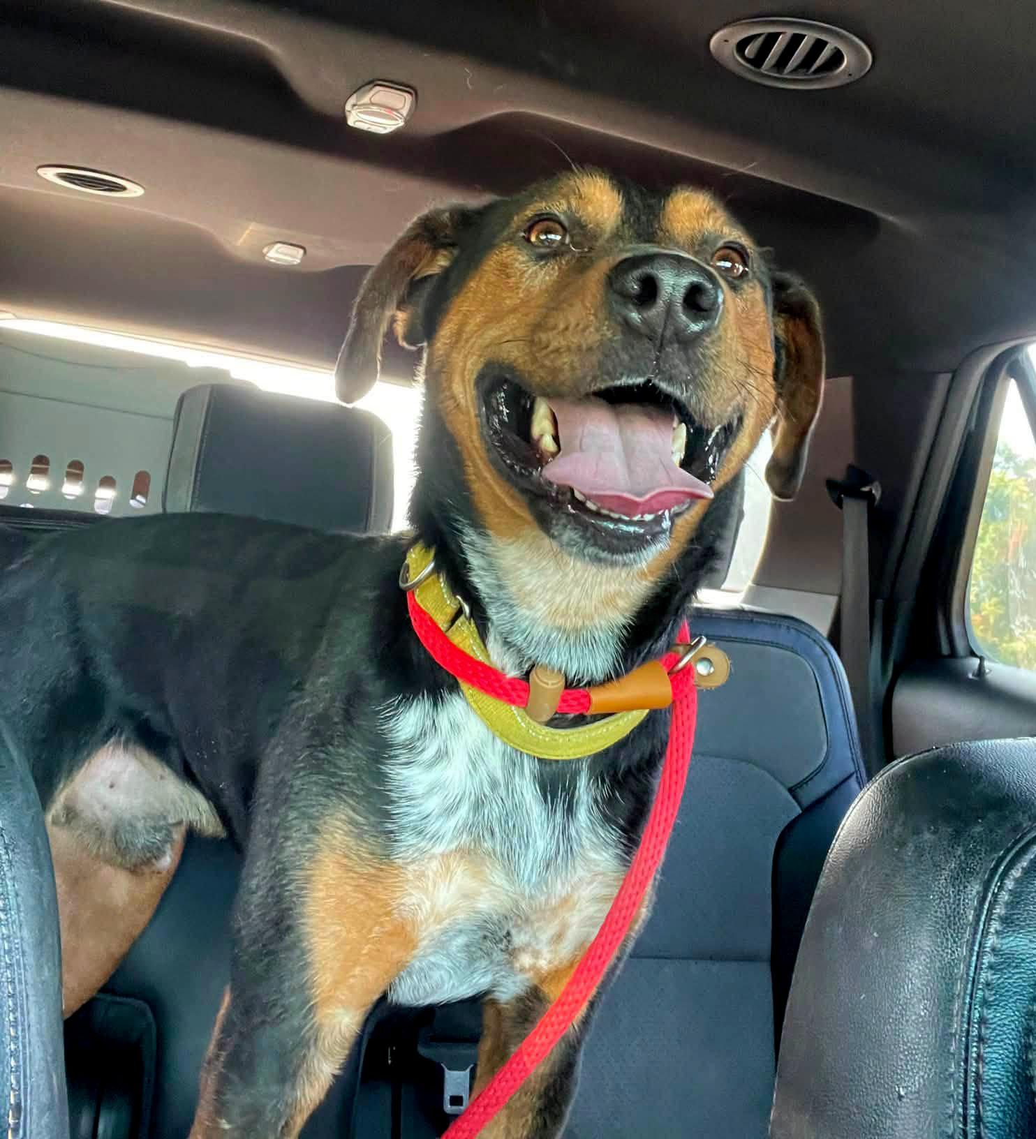 Enlarge Bobby (AO36031), a Adoptable mixed breed in Kansas City, KS image 4/6