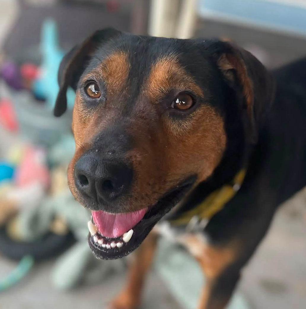 Enlarge Bobby (AO36031), a Adoptable mixed breed in Kansas City, KS image 2/6