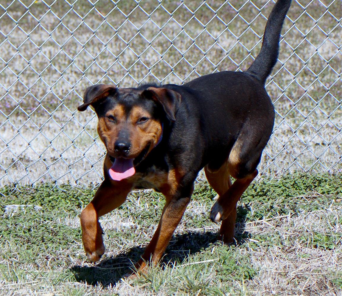 Enlarge Bobby (AO36031), a Adoptable mixed breed in Kansas City, KS image 2/6