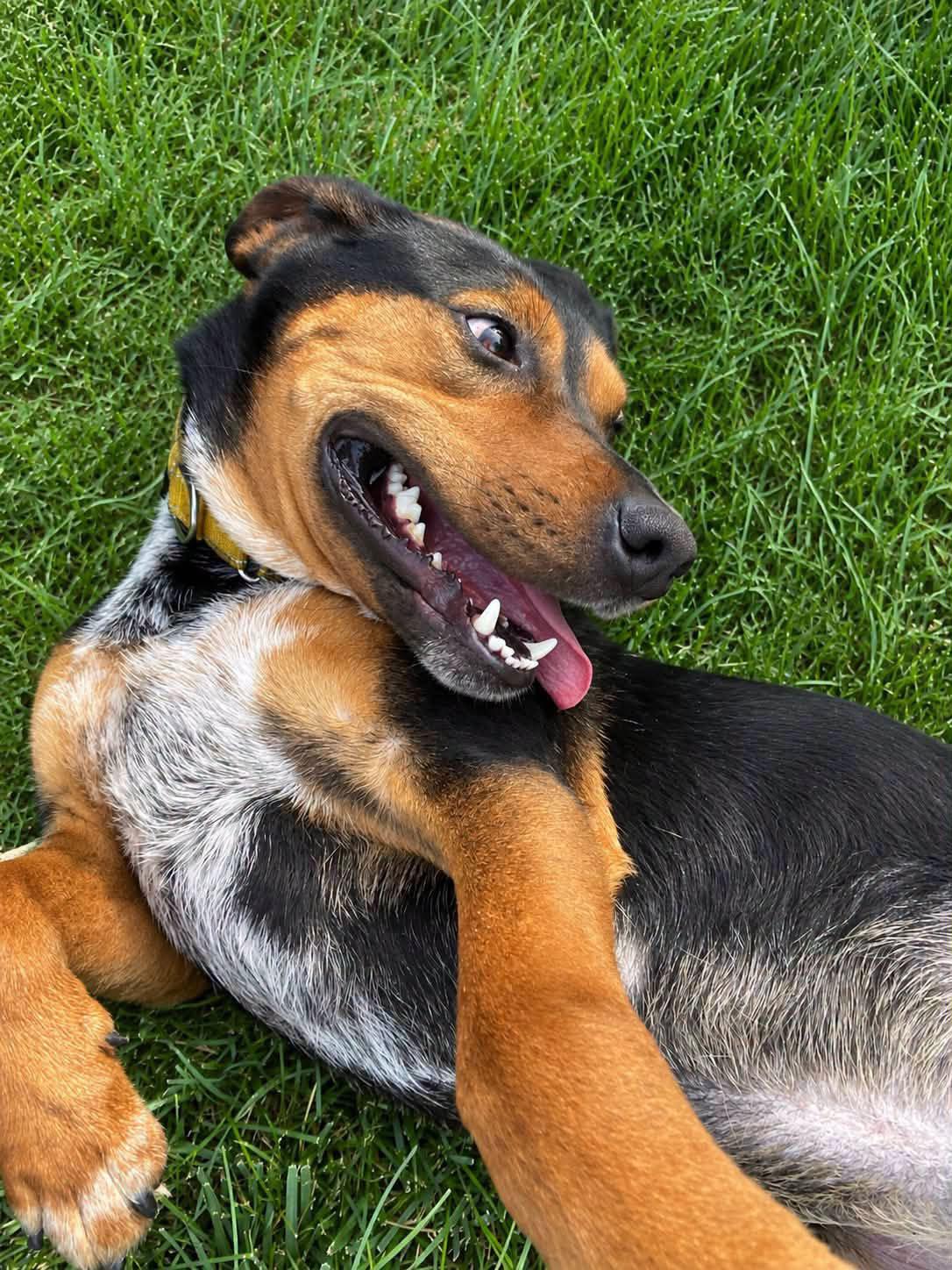 Bobby (AO36031), Adoptable, Young Male Rottweiler.