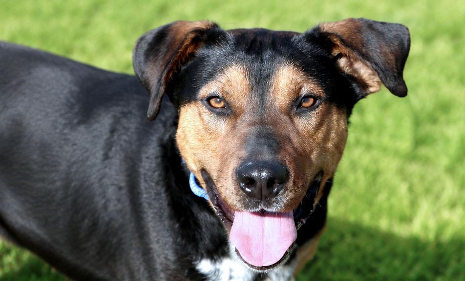 Enlarge Bobby (AO36031), a Adoptable mixed breed in Kansas City, KS image 2/4