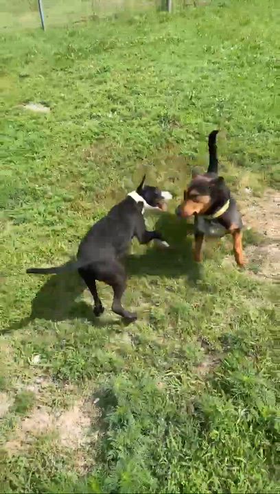 Enlarge Bobby (AO36031), a Adoptable mixed breed in Kansas City, KS video 6/6