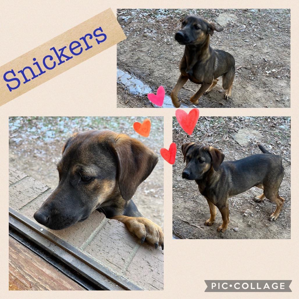 Enlarge Snickers, a Adoptable Mixed Breed in Jena, LA image 1/1