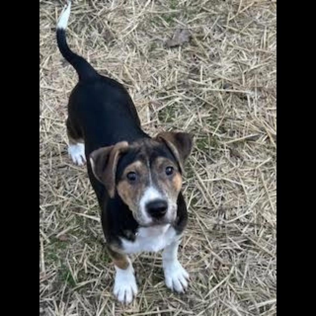 Danbury, a Adoptable mixed breed in Midlothian, VA image 4/6