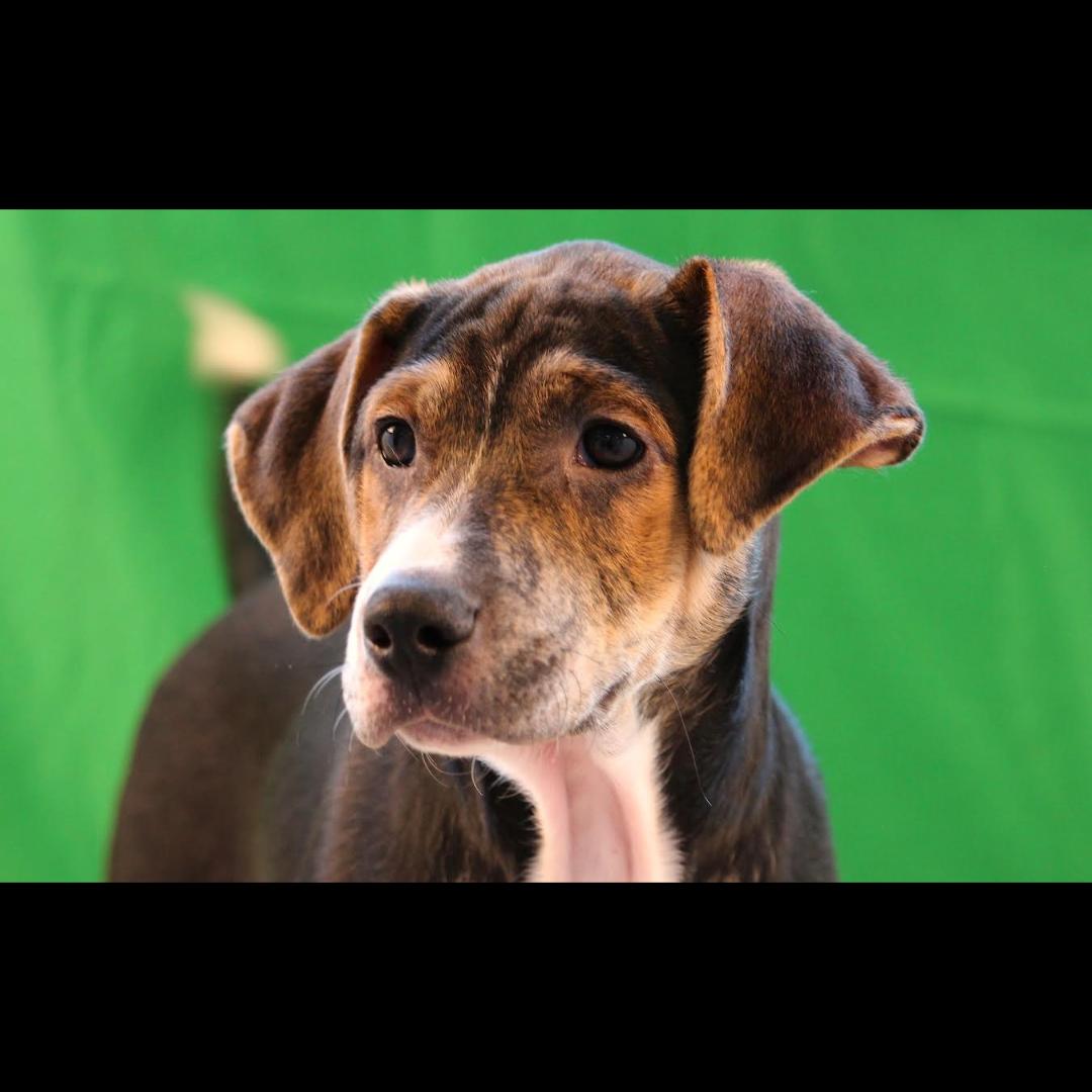 Danbury, a Adoptable mixed breed in Midlothian, VA image 3/6