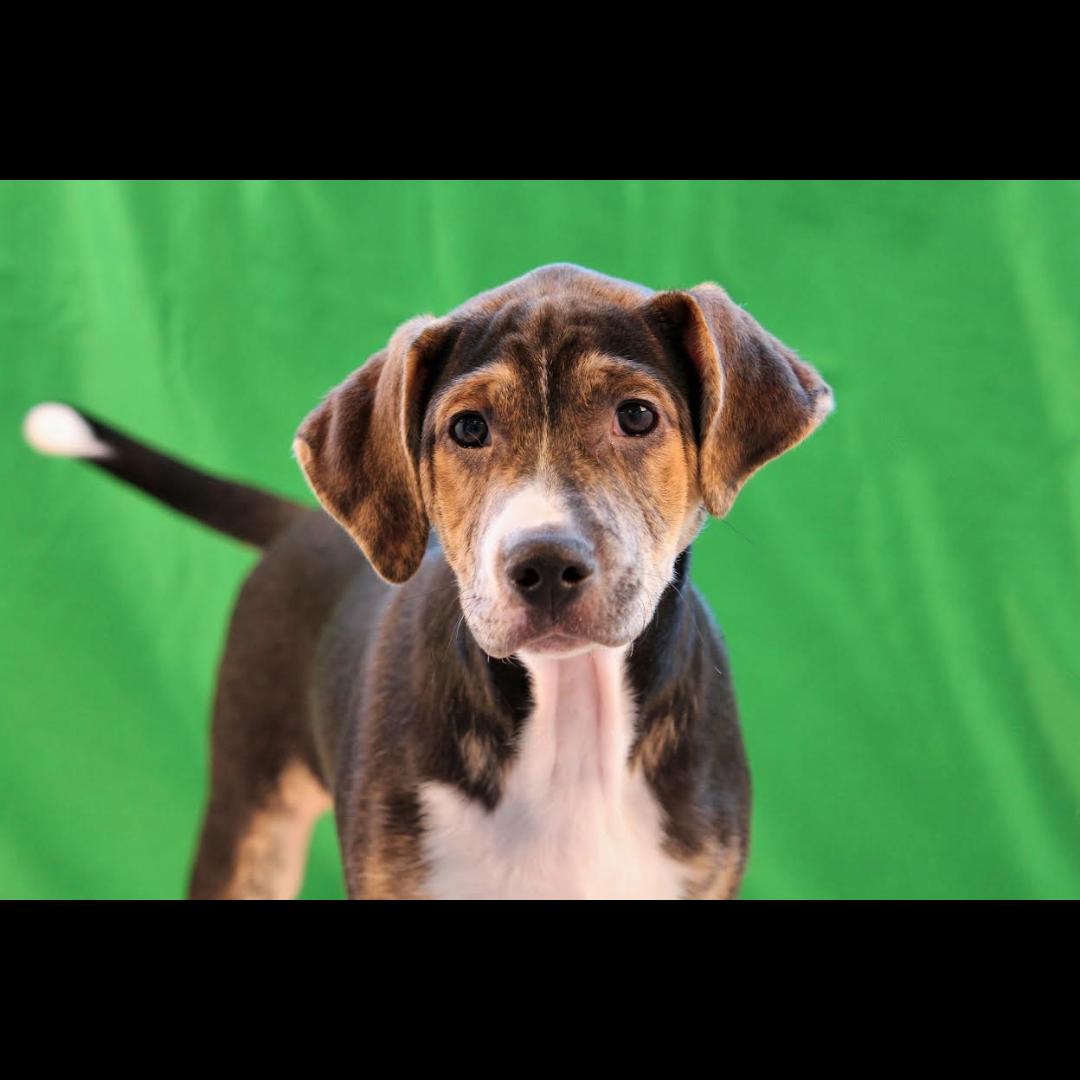 Danbury, a Adoptable mixed breed in Midlothian, VA image 2/6