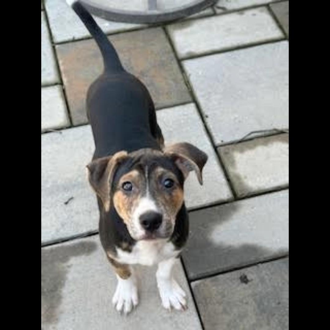 Danbury, a Adoptable mixed breed in Midlothian, VA image 6/6