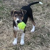 Danbury, a Adoptable mixed breed in Midlothian, VA image 5/6