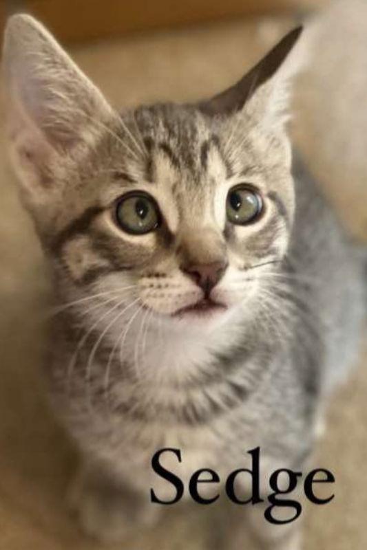 Sedge, Adoptable, Kitten Male Domestic Short Hair & Tabby.