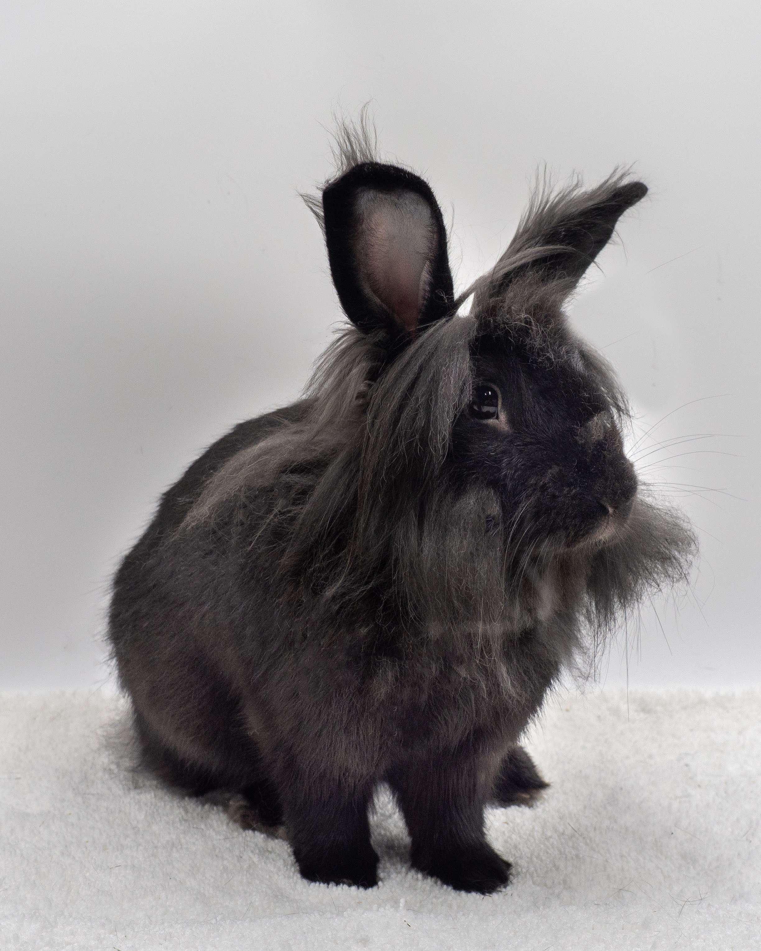 Pie: video!!, Adult Male Lionhead