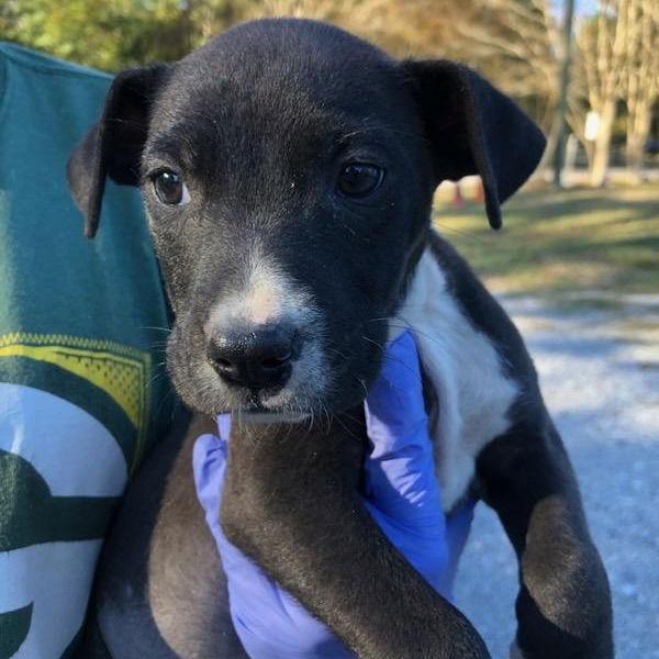 Enlarge Mallory, a Adoptable Terrier in Locust Fork, AL image 1/1