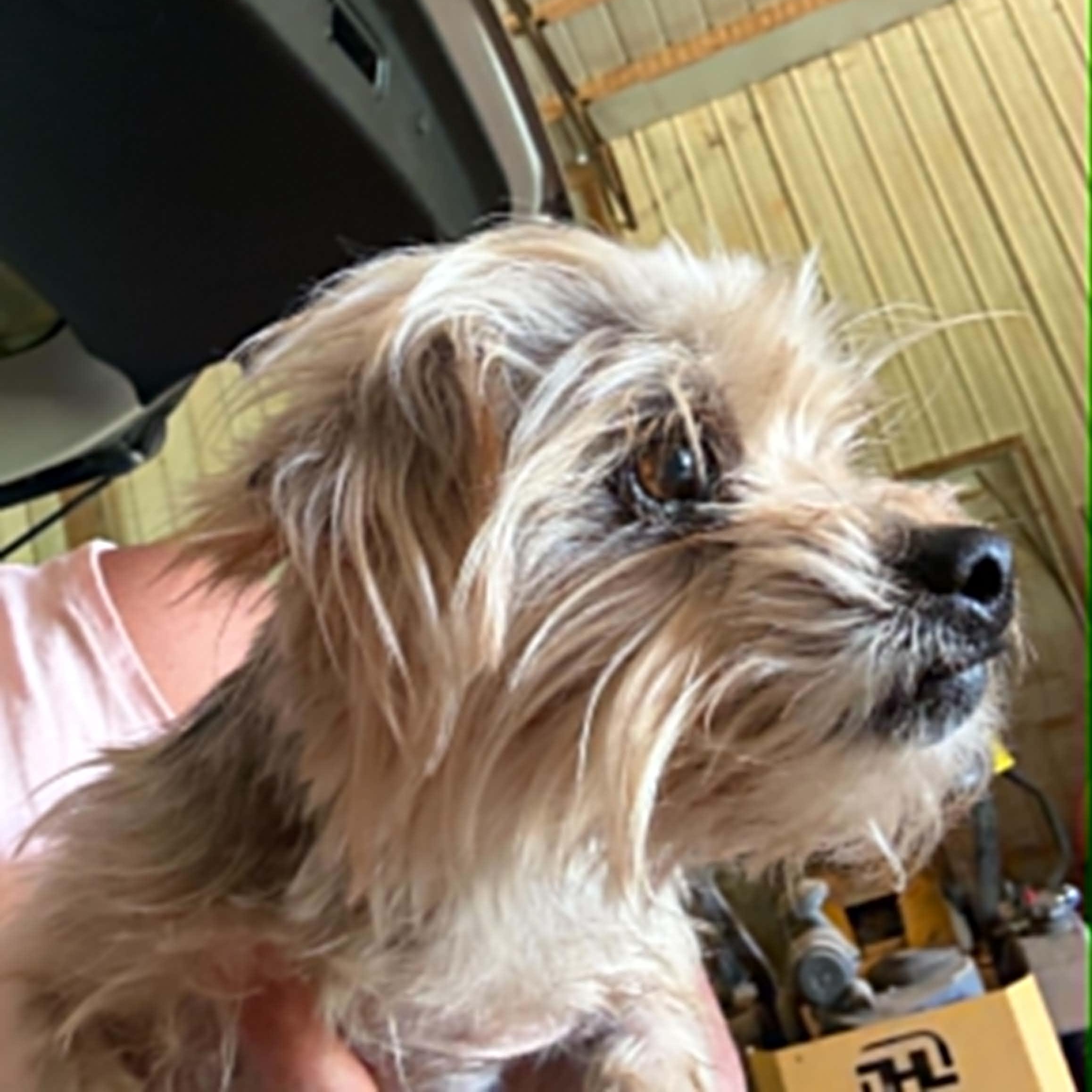 Odin, a ADOPTABLE Yorkshire Terrier in Hartland, WI image 2/5