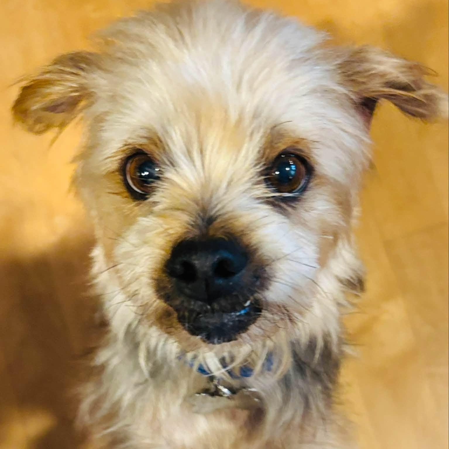 Odin, a ADOPTABLE Yorkshire Terrier in Hartland, WI image 5/5