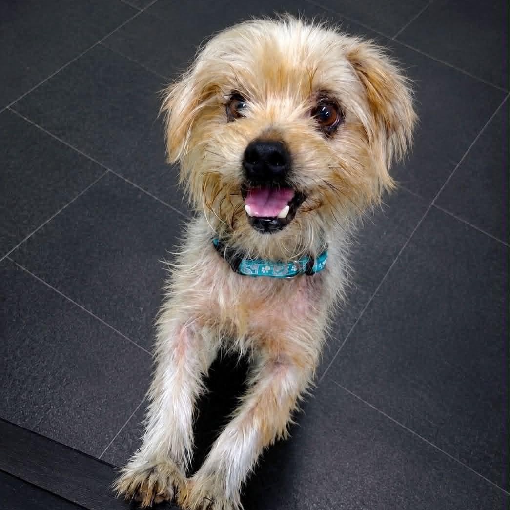 Odin, a ADOPTABLE Yorkshire Terrier in Hartland, WI image 3/5