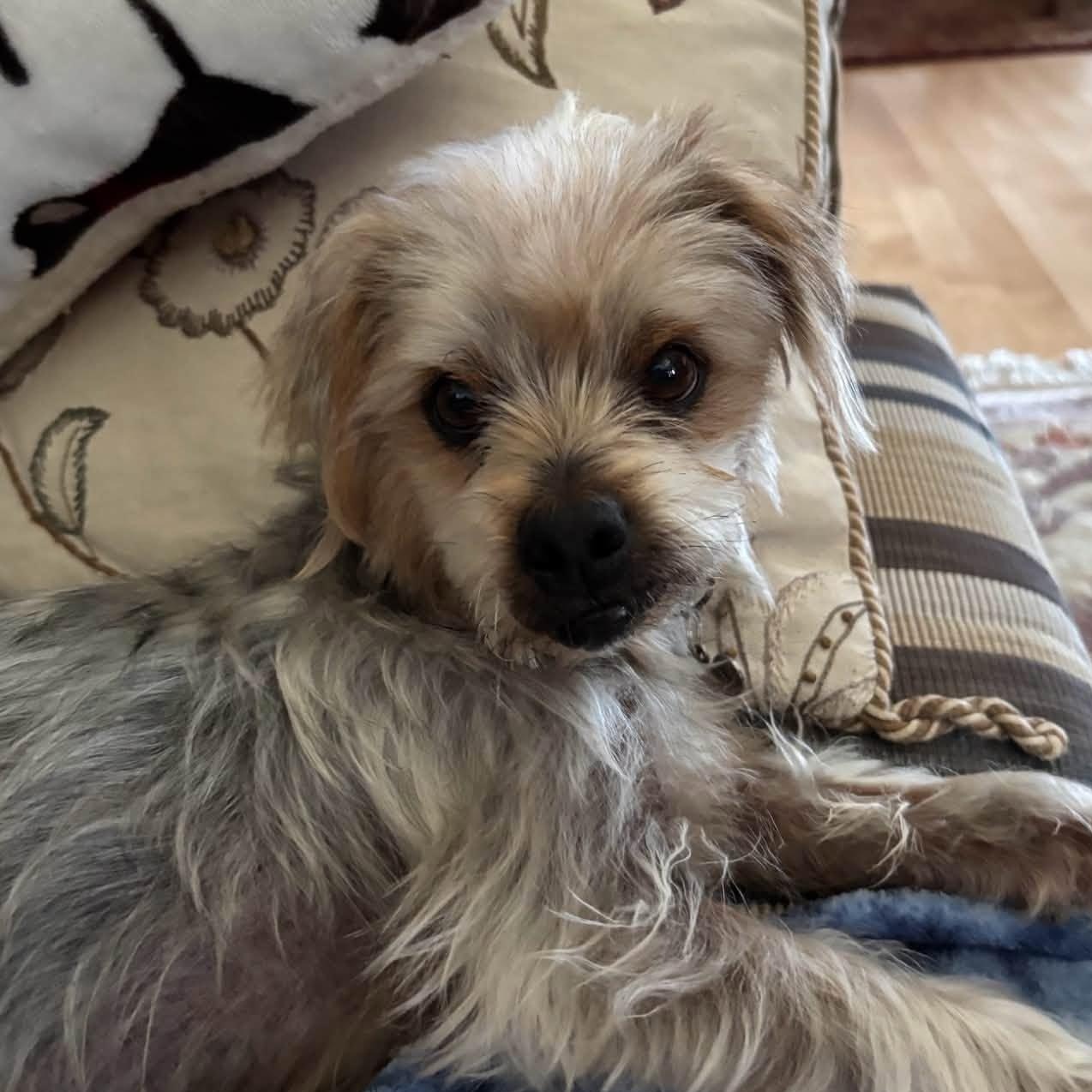 Odin, ADOPTABLE, Senior Male Yorkshire Terrier.