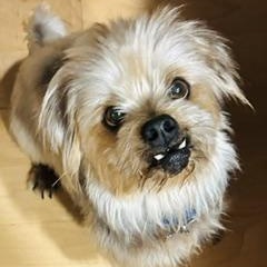 Odin, ADOPTABLE, Senior Male Yorkshire Terrier.