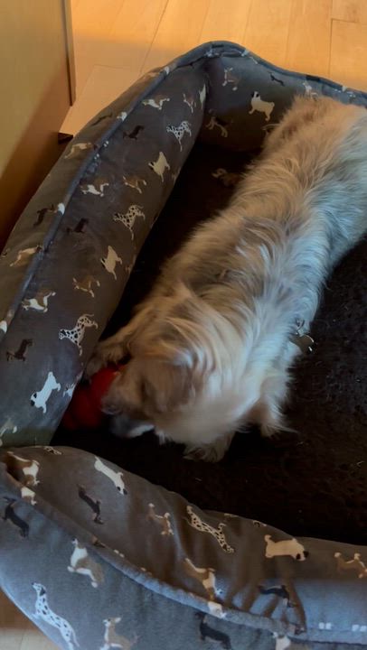 Enlarge Odin, a ADOPTABLE Yorkshire Terrier in Hartland, WI video 4/5
