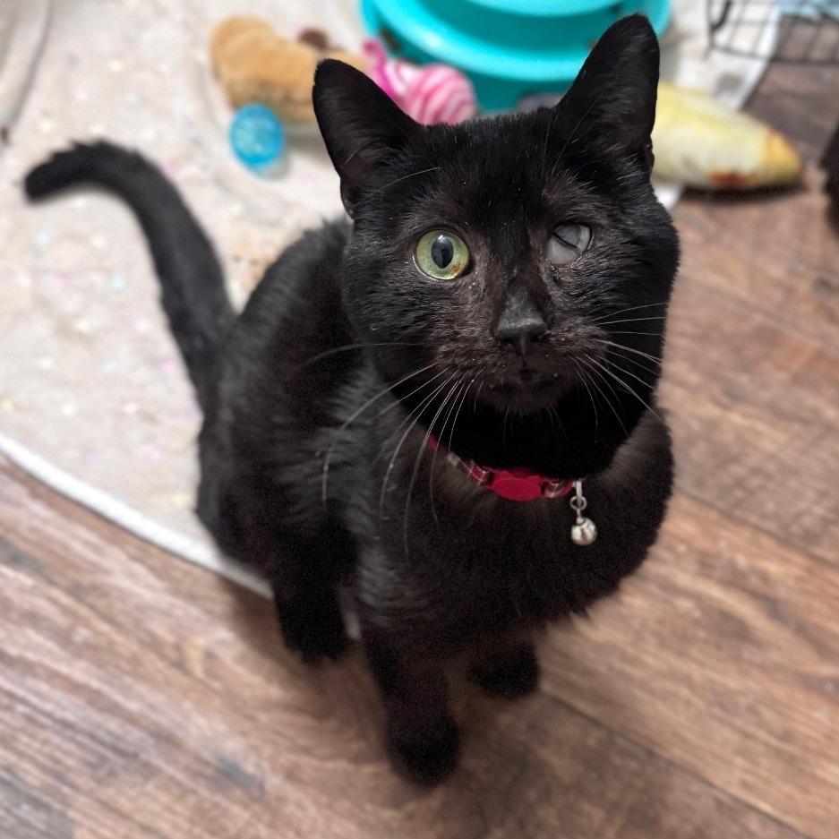 Enlarge Hibachi, a Adoptable Domestic Short Hair in Winston-Salem, NC image 1/6