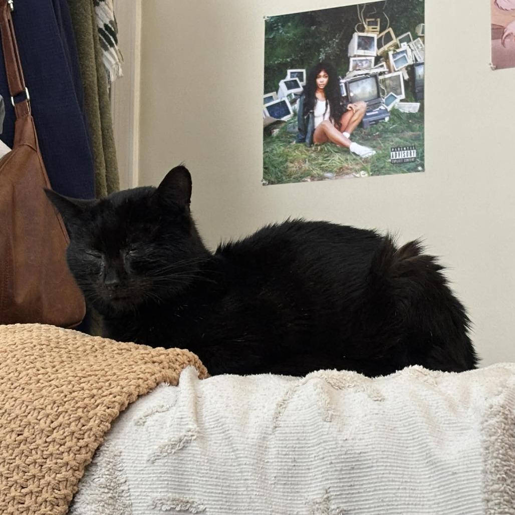 Enlarge Hibachi, a Adoptable Domestic Short Hair in Winston-Salem, NC image 5/6