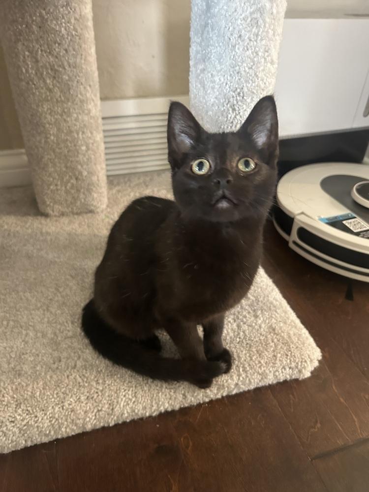 Ziggy  K-507, Adoptable, Kitten Male Domestic Short Hair.