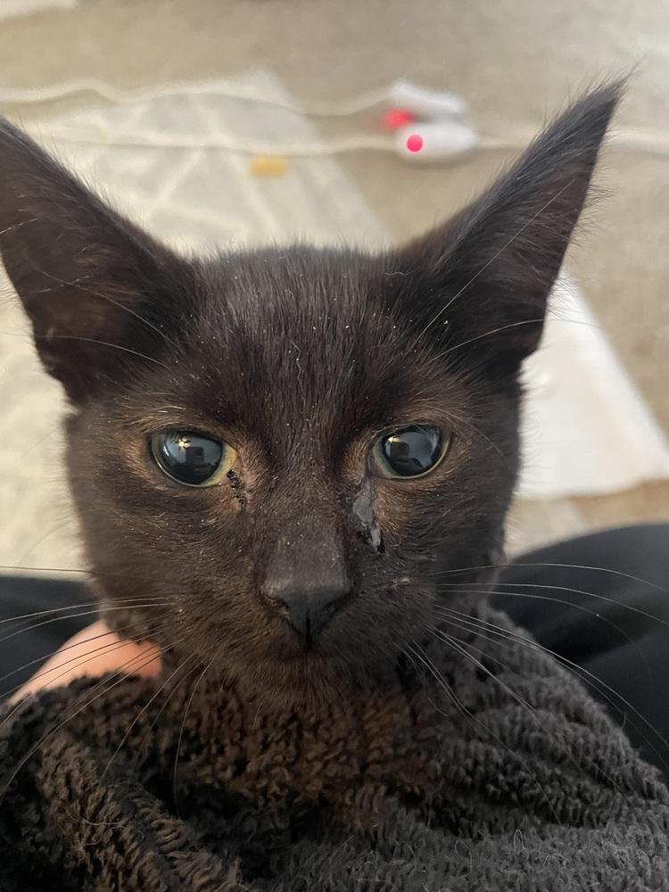 Ziggy  K-507, Adoptable, Kitten Male Domestic Short Hair.