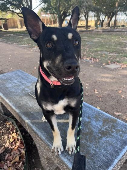 OPHELIA, a Adoptable mixed breed in Houston, TX image 2/3