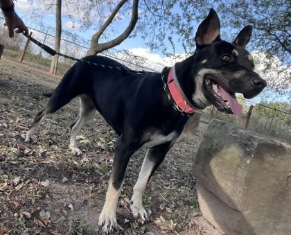 OPHELIA, a Adoptable mixed breed in Houston, TX image 3/3