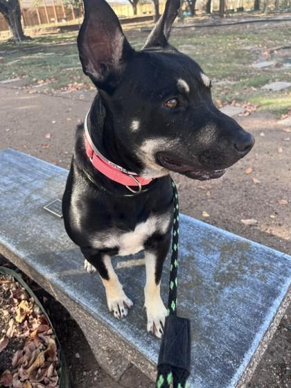 Enlarge OPHELIA, a Adoptable mixed breed in Houston, TX image 2/3