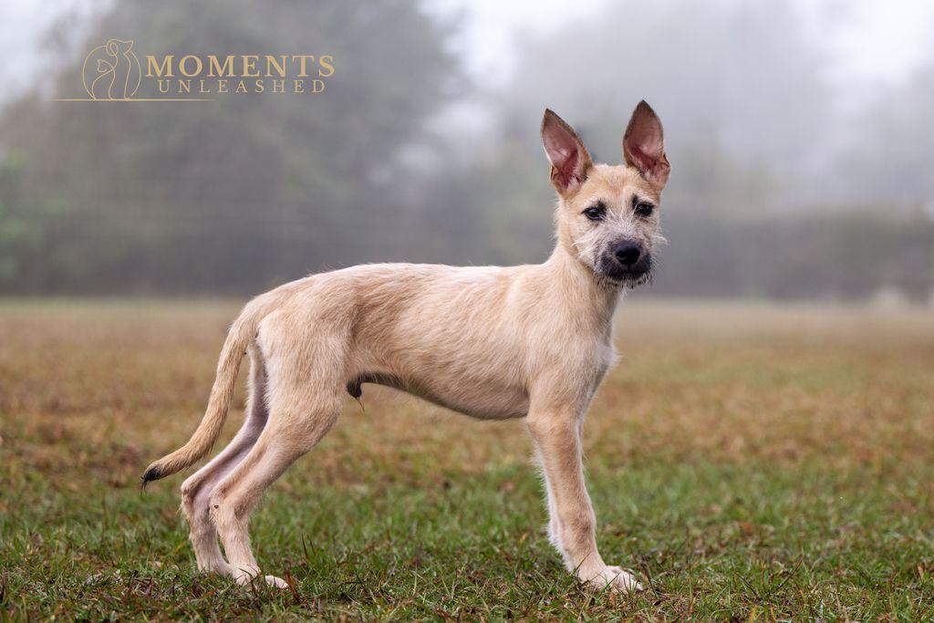 Enlarge Bradford , a ADOPTABLE mixed breed in Myakka City, FL image 2/5