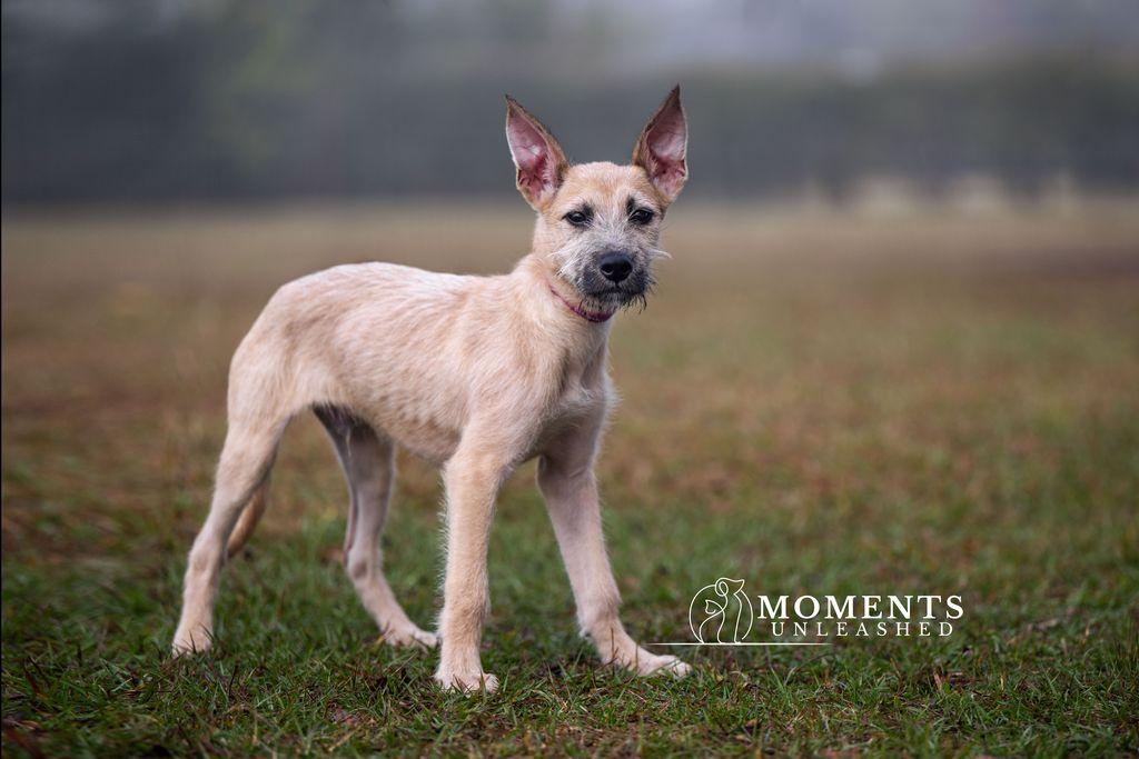 Enlarge Bradford , a ADOPTABLE mixed breed in Myakka City, FL image 5/5