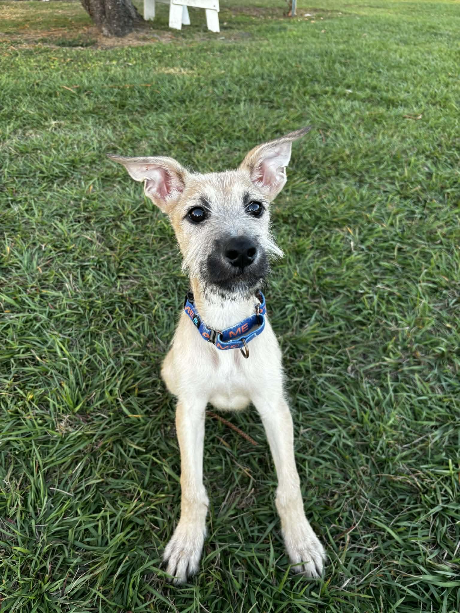 Enlarge Bradford , a ADOPTABLE mixed breed in Myakka City, FL image 4/5